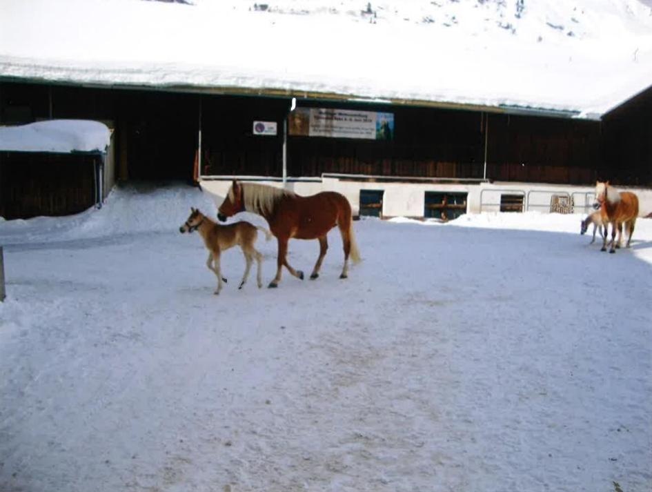 Merryshof Sankt Ulrich am Pillersee Exterior foto